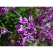 polygala pedemontana e. p. perrier et b. verl.