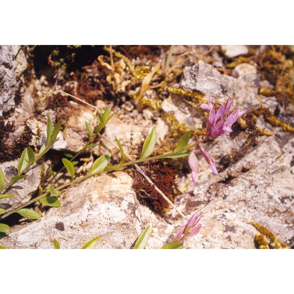 polygala preslii spreng.