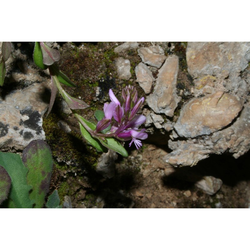 polygala preslii spreng.