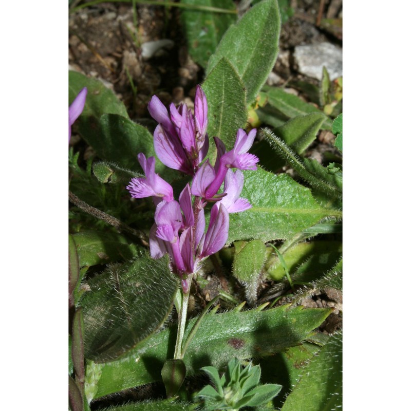 polygala preslii spreng.