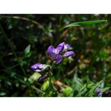 polygala sardoa chodat