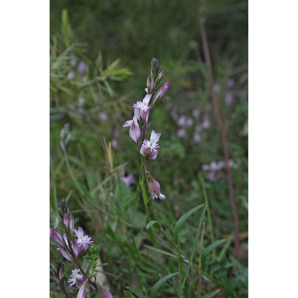 polygala sardoa chodat