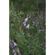 polygala sardoa chodat