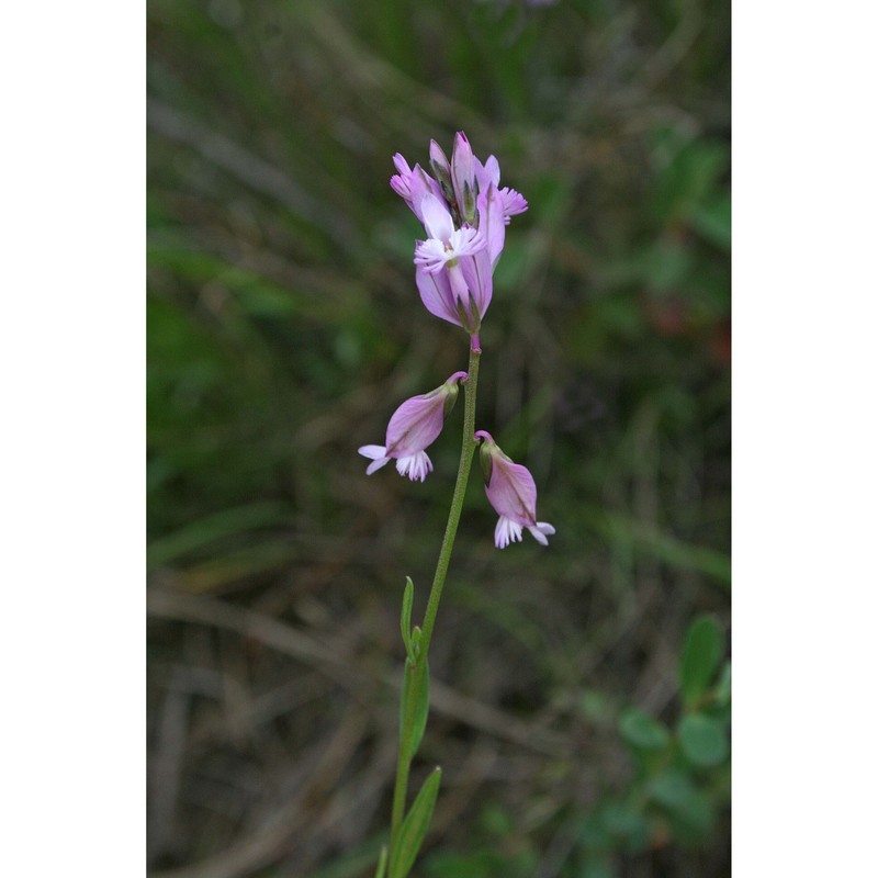 polygala sardoa chodat