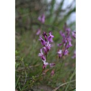 polygala sardoa chodat