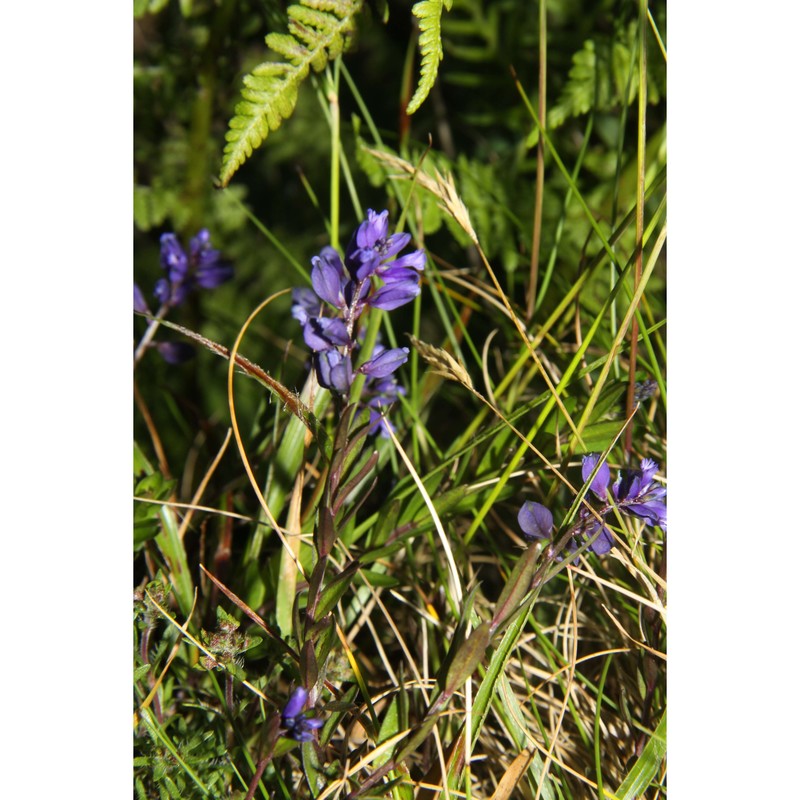 polygala serpyllifolia hosé