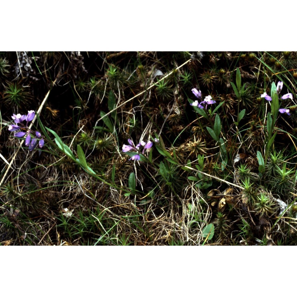 polygala serpyllifolia hosé