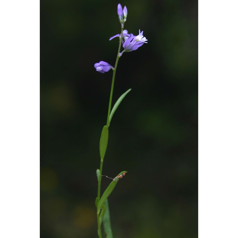 polygala sinisica arrigoni