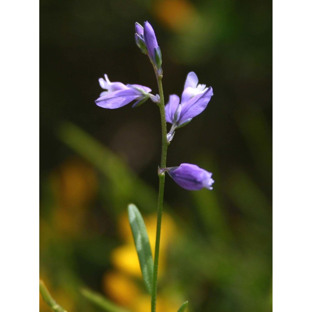 polygala sinisica arrigoni