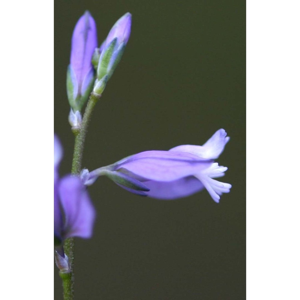 polygala sinisica arrigoni