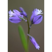 polygala sinisica arrigoni