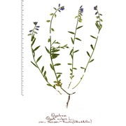 polygala vulgaris l.