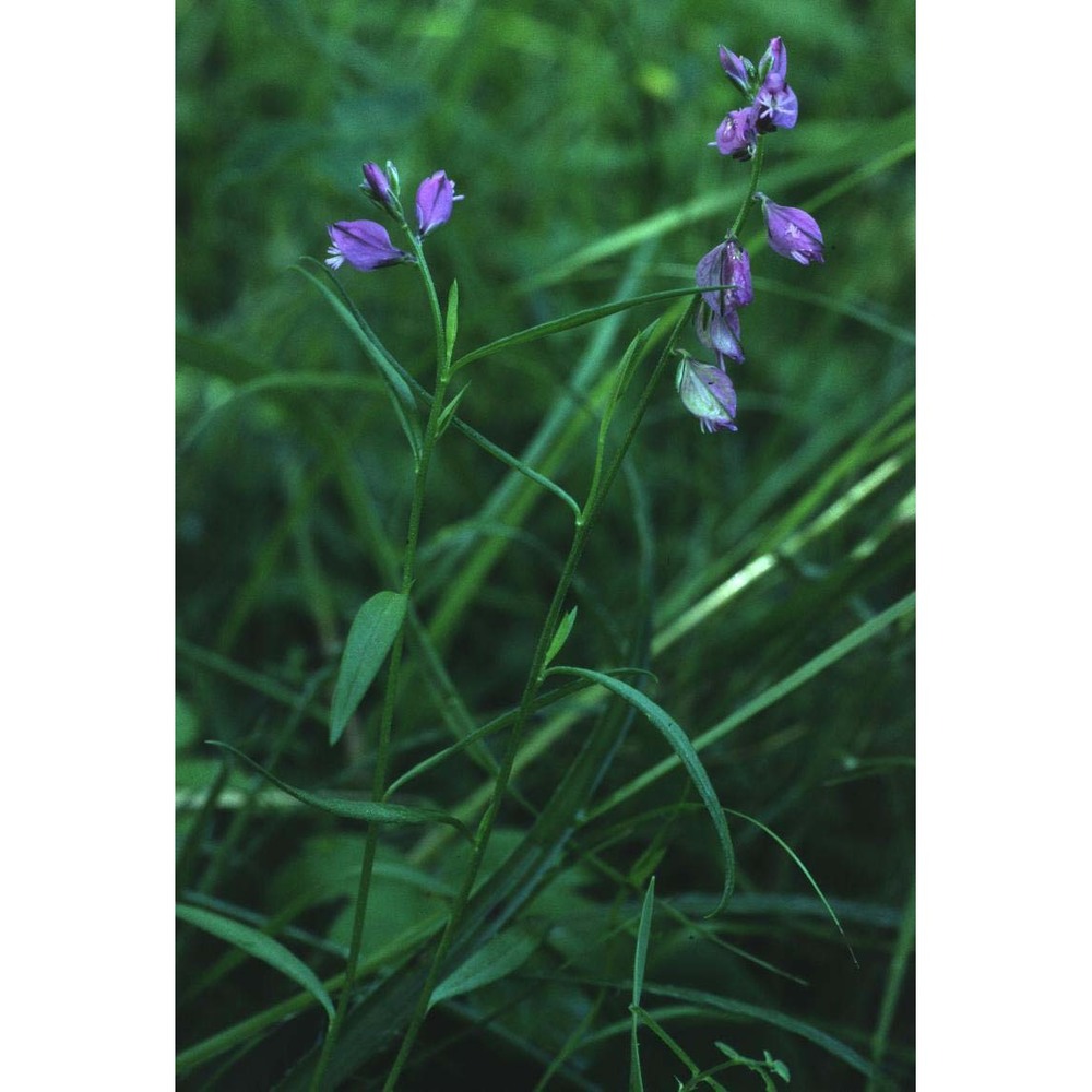 polygala vulgaris l.