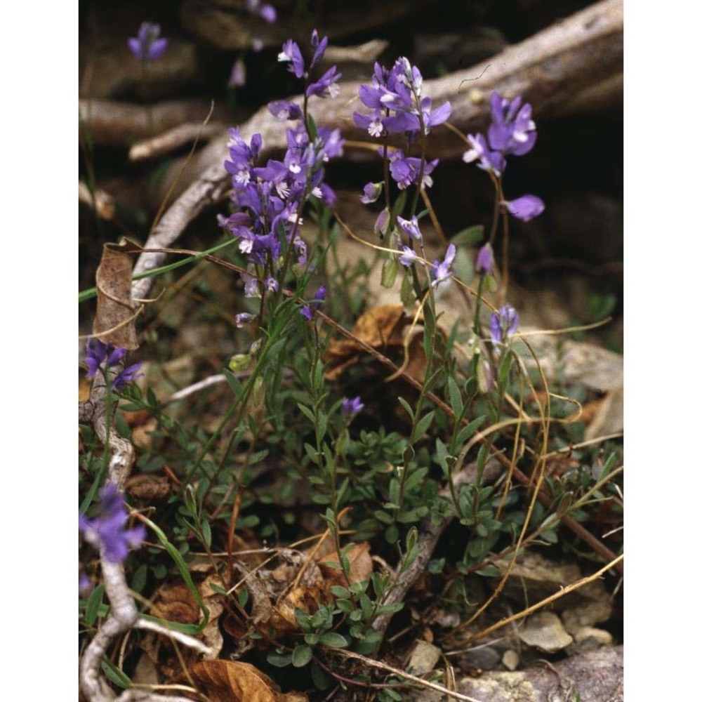 polygala vulgaris l.