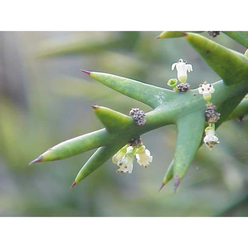 colletia spinosissima j. f. gmel.