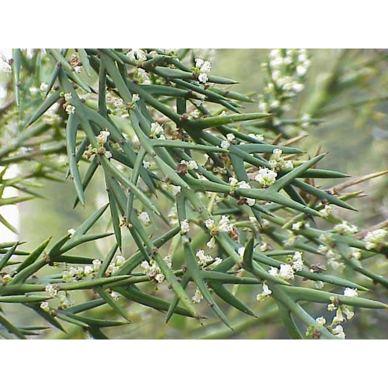 colletia spinosissima j. f. gmel.