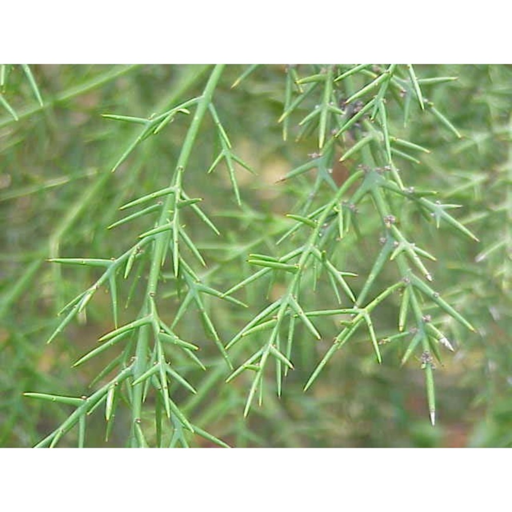 colletia spinosissima j. f. gmel.