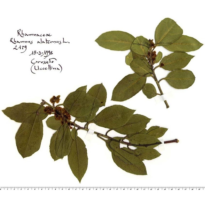 rhamnus alaternus l.