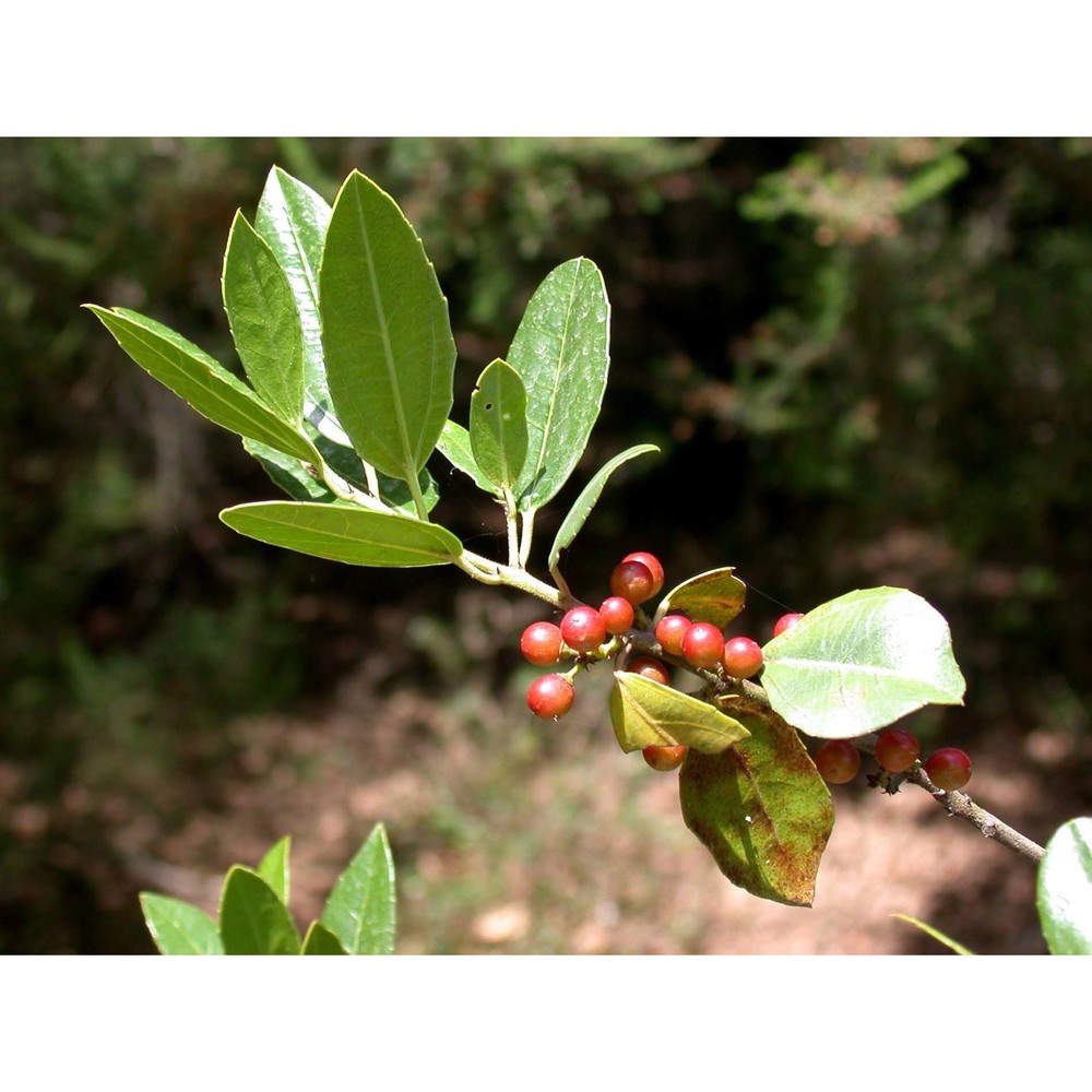 rhamnus alaternus l.