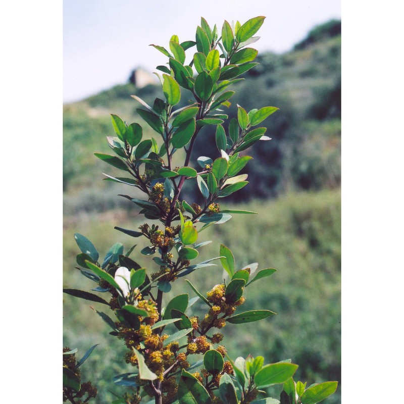 rhamnus alaternus l.