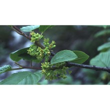 rhamnus alpina l.