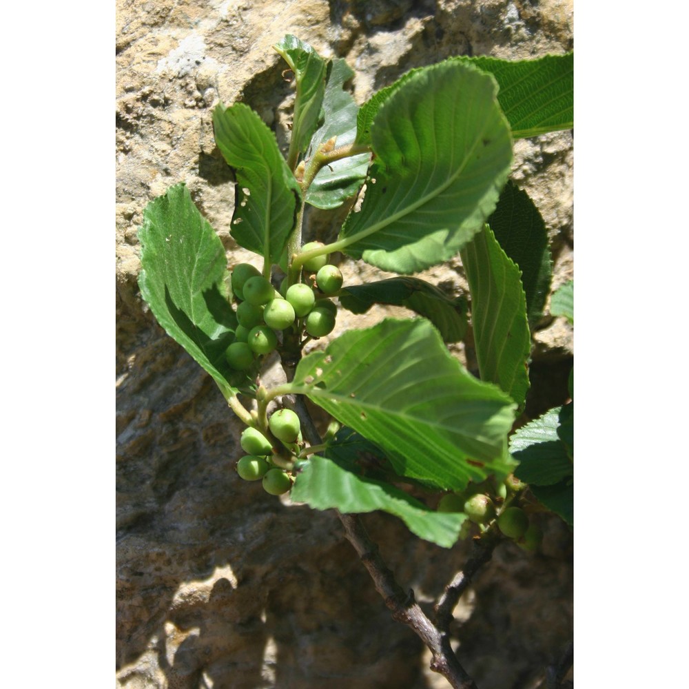 rhamnus alpina l.