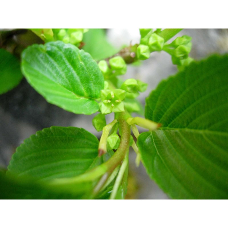 rhamnus alpina l.