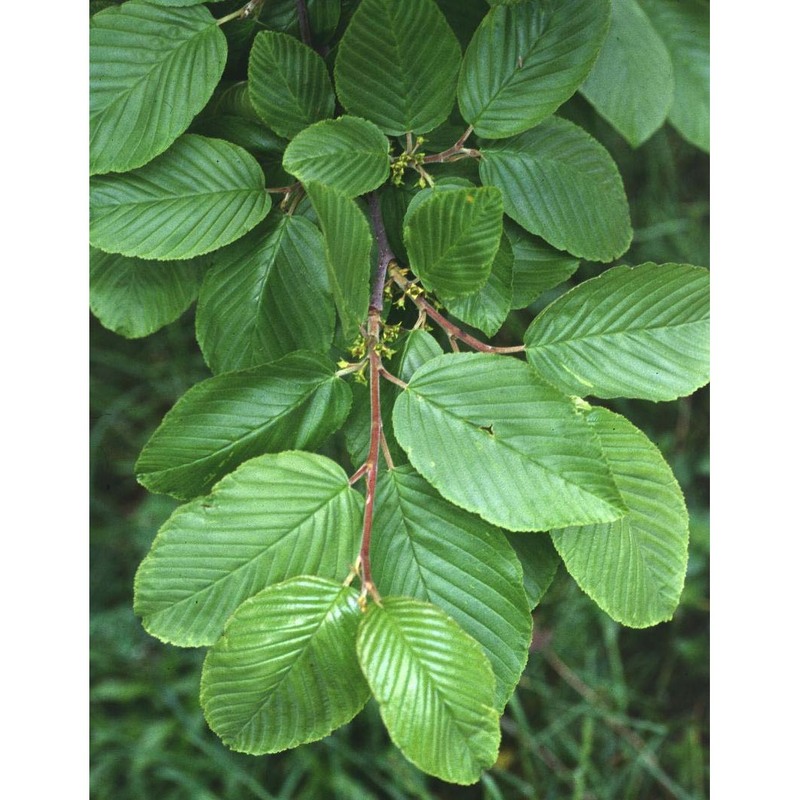 rhamnus cathartica l.