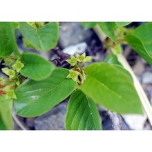 rhamnus glaucophylla sommier