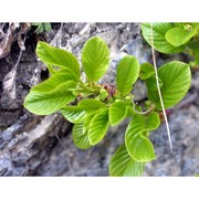 rhamnus glaucophylla sommier