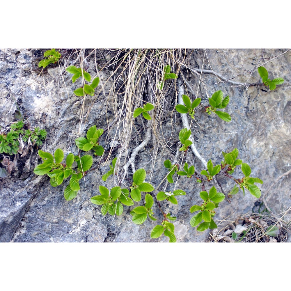 rhamnus glaucophylla sommier