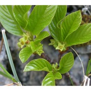 rhamnus glaucophylla sommier