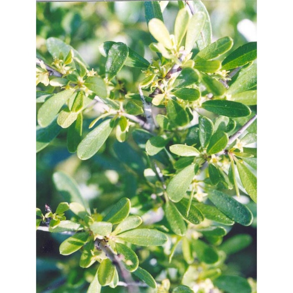 rhamnus oleoides l.