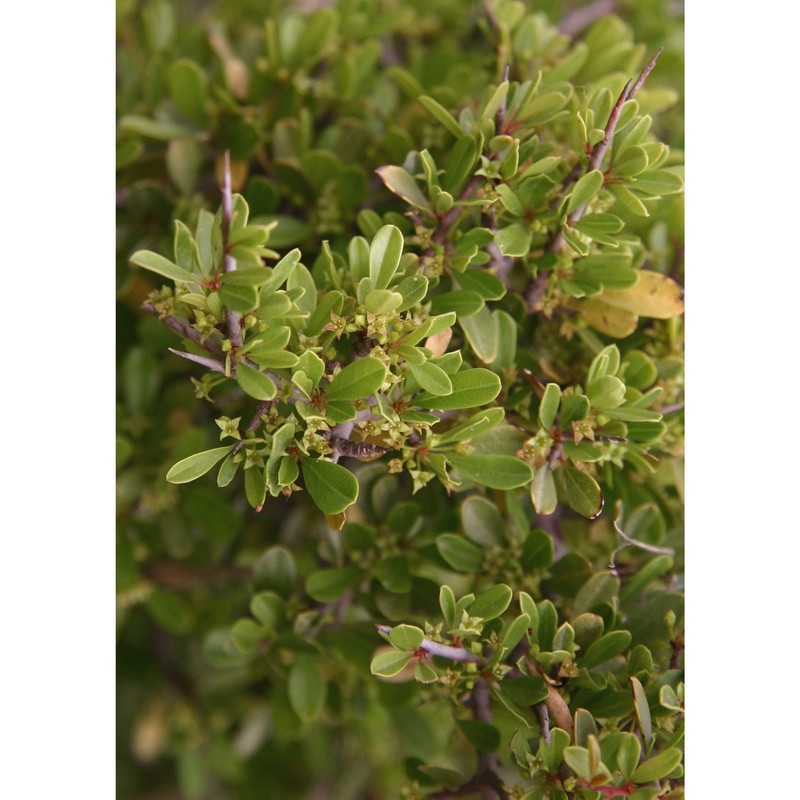 rhamnus oleoides l.