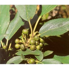 rhamnus persicifolia moris