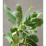 rhamnus persicifolia moris