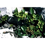 rhamnus pumila turra