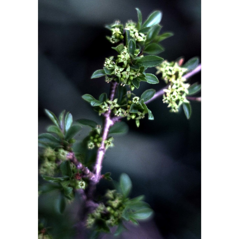 rhamnus saxatilis jacq.