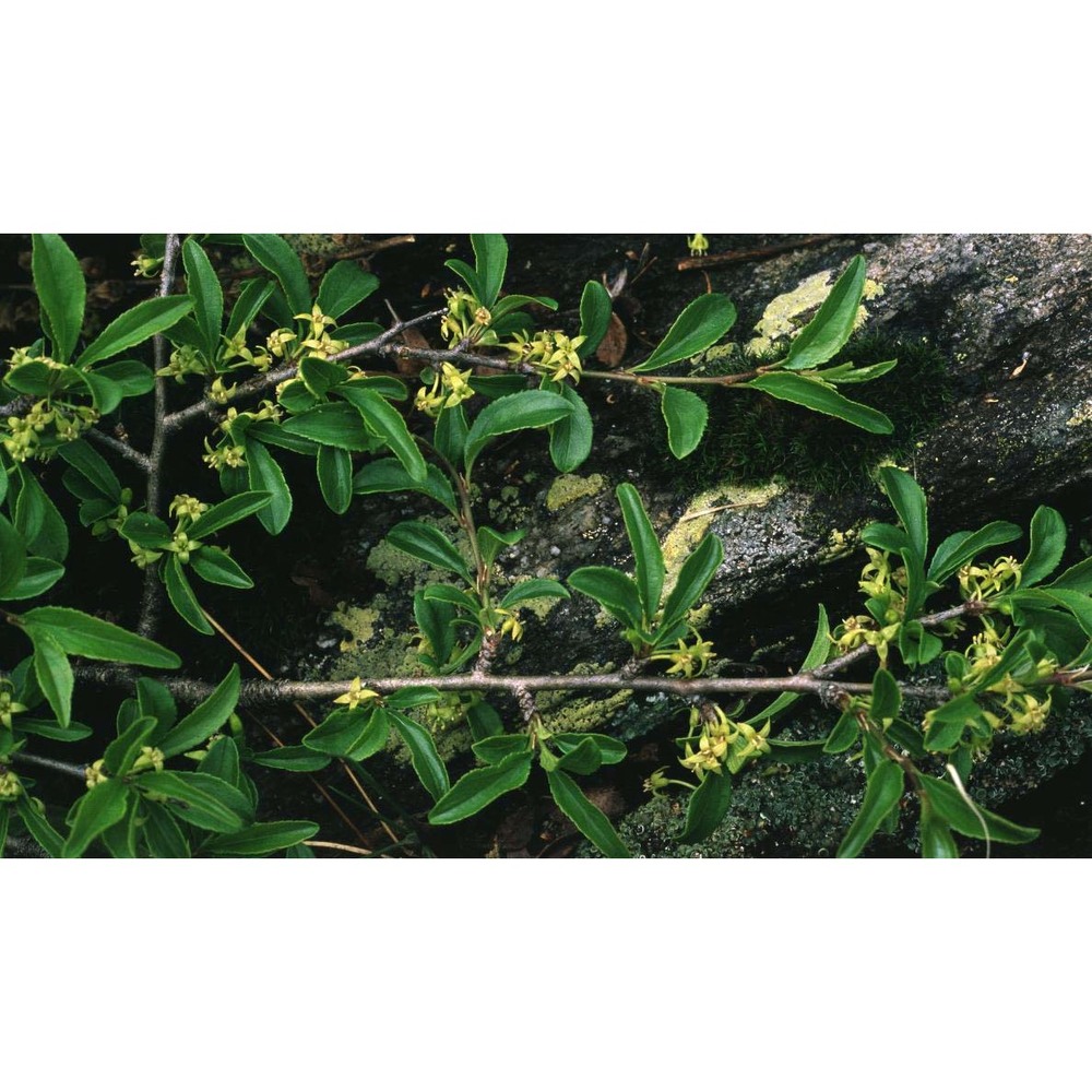 rhamnus saxatilis jacq.