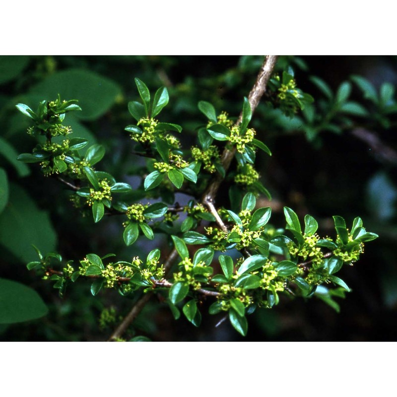 rhamnus saxatilis jacq.