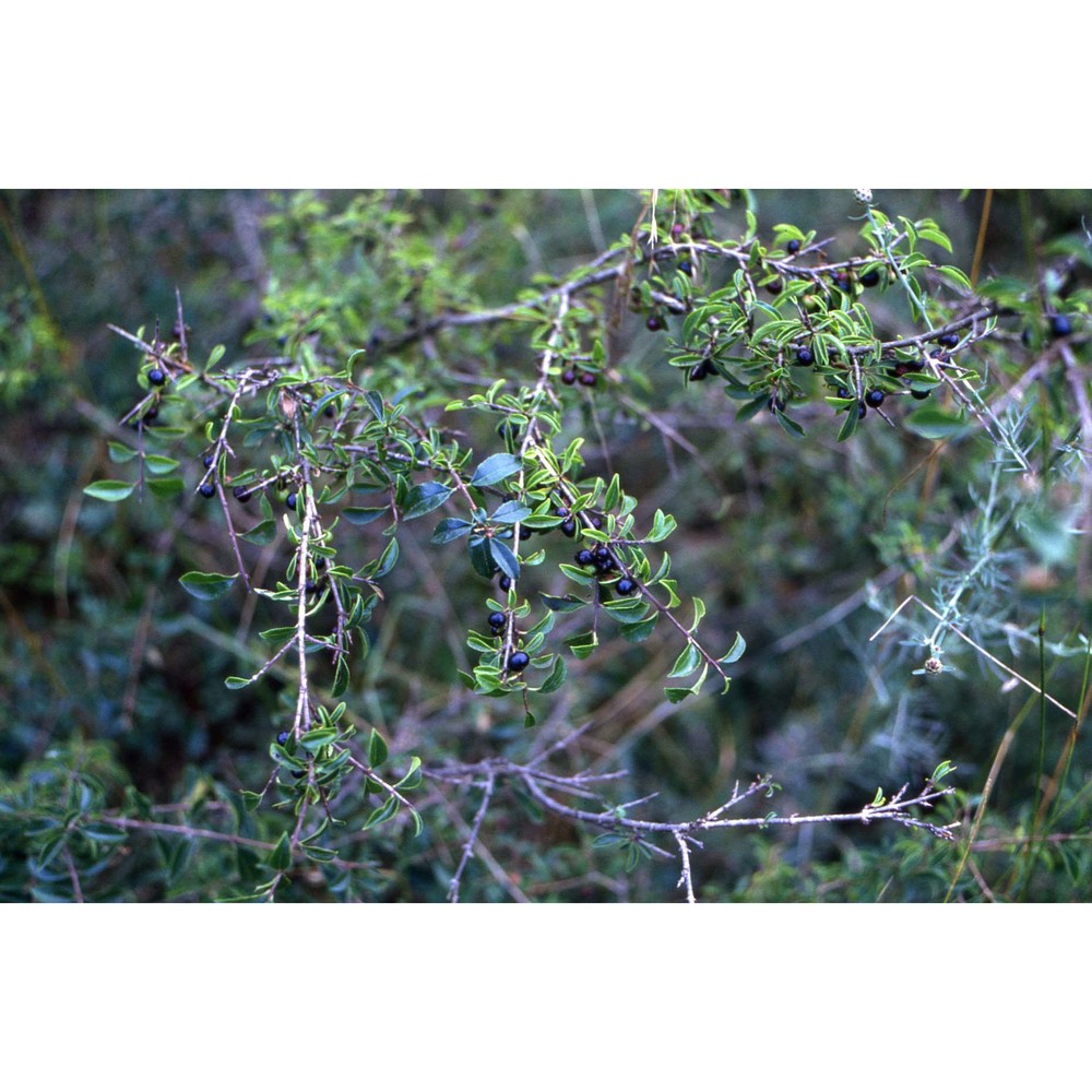 rhamnus saxatilis jacq.