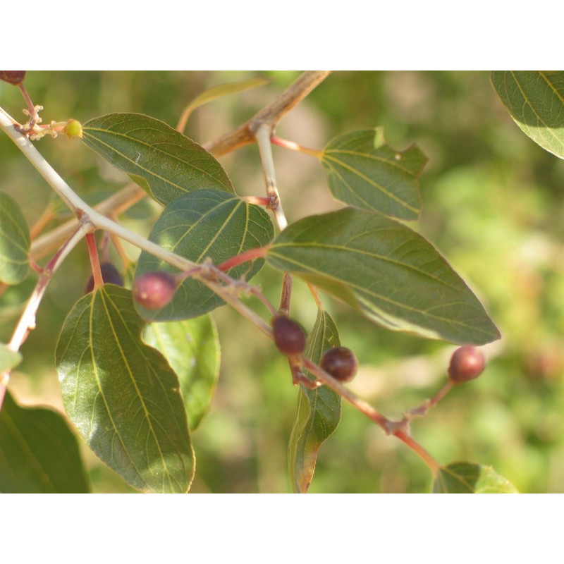 ziziphus zizyphus (l.) meikle