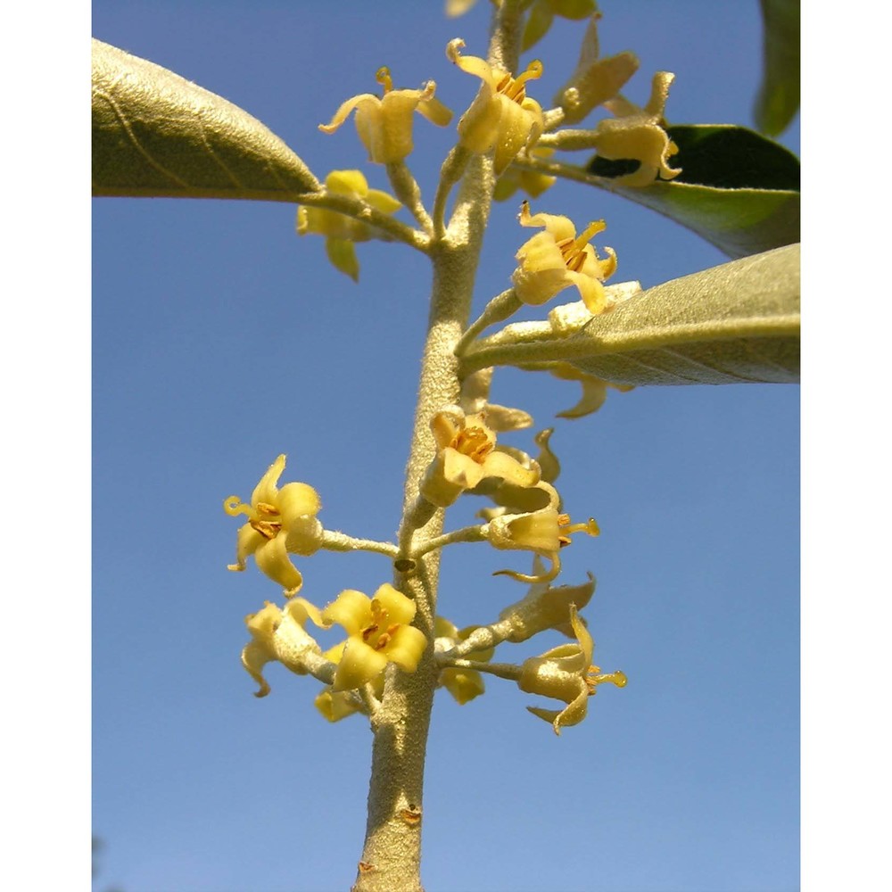 elaeagnus angustifolia l.