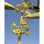 elaeagnus angustifolia l.