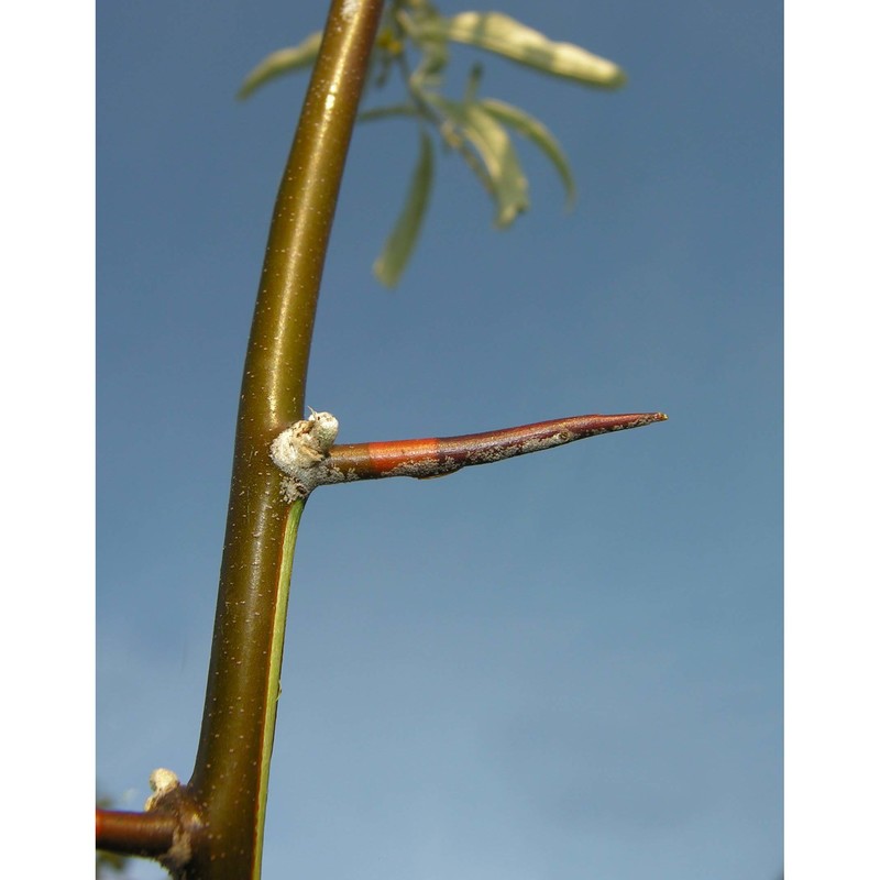 elaeagnus angustifolia l.