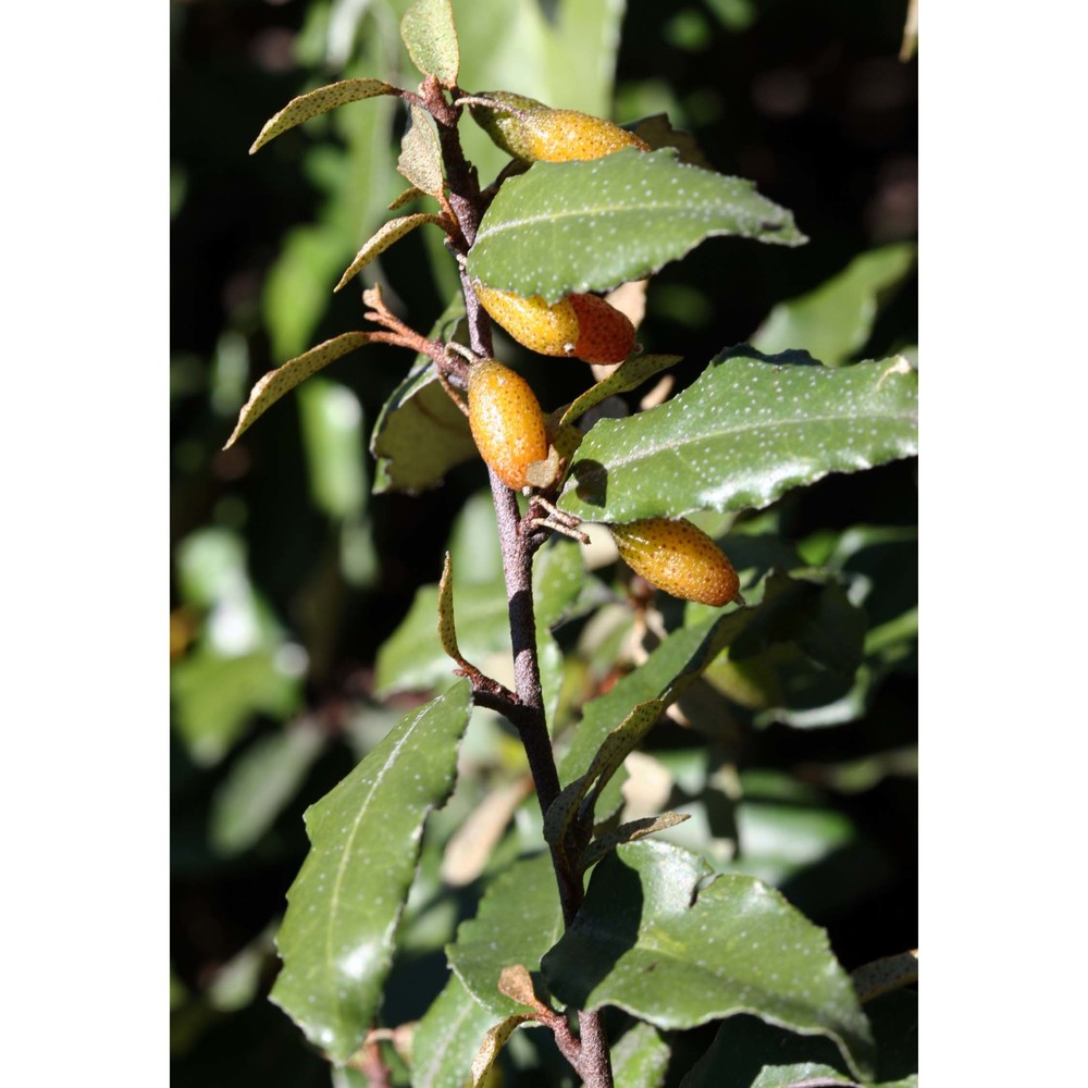 elaeagnus pungens thunb.