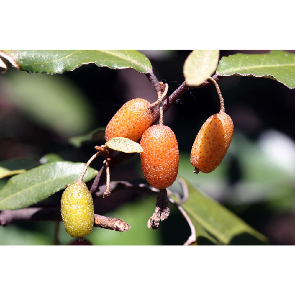 elaeagnus pungens thunb.