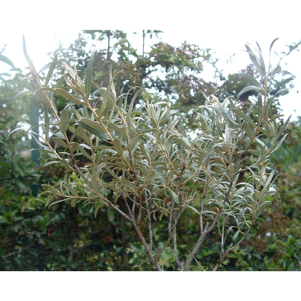 hippophae rhamnoides l. subsp. fluviatilis soest