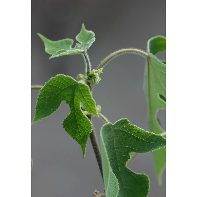 broussonetia papyrifera (l.) vent.