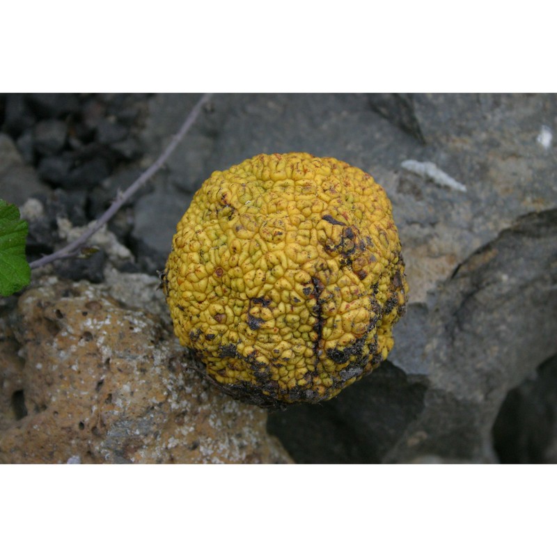 maclura pomifera (raf.) c. k. schneid.